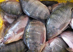 [STLALTGE-VIPFIS-0020] Poisson CARPE -1 kg